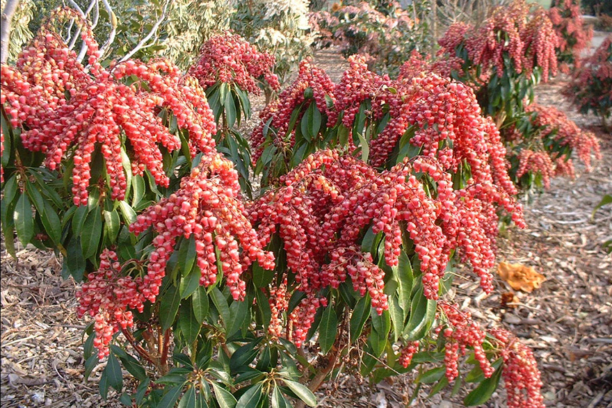 Valley Valentine Pieris Grow Well in Western Washington