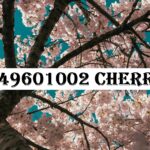 8449601002 Cherry