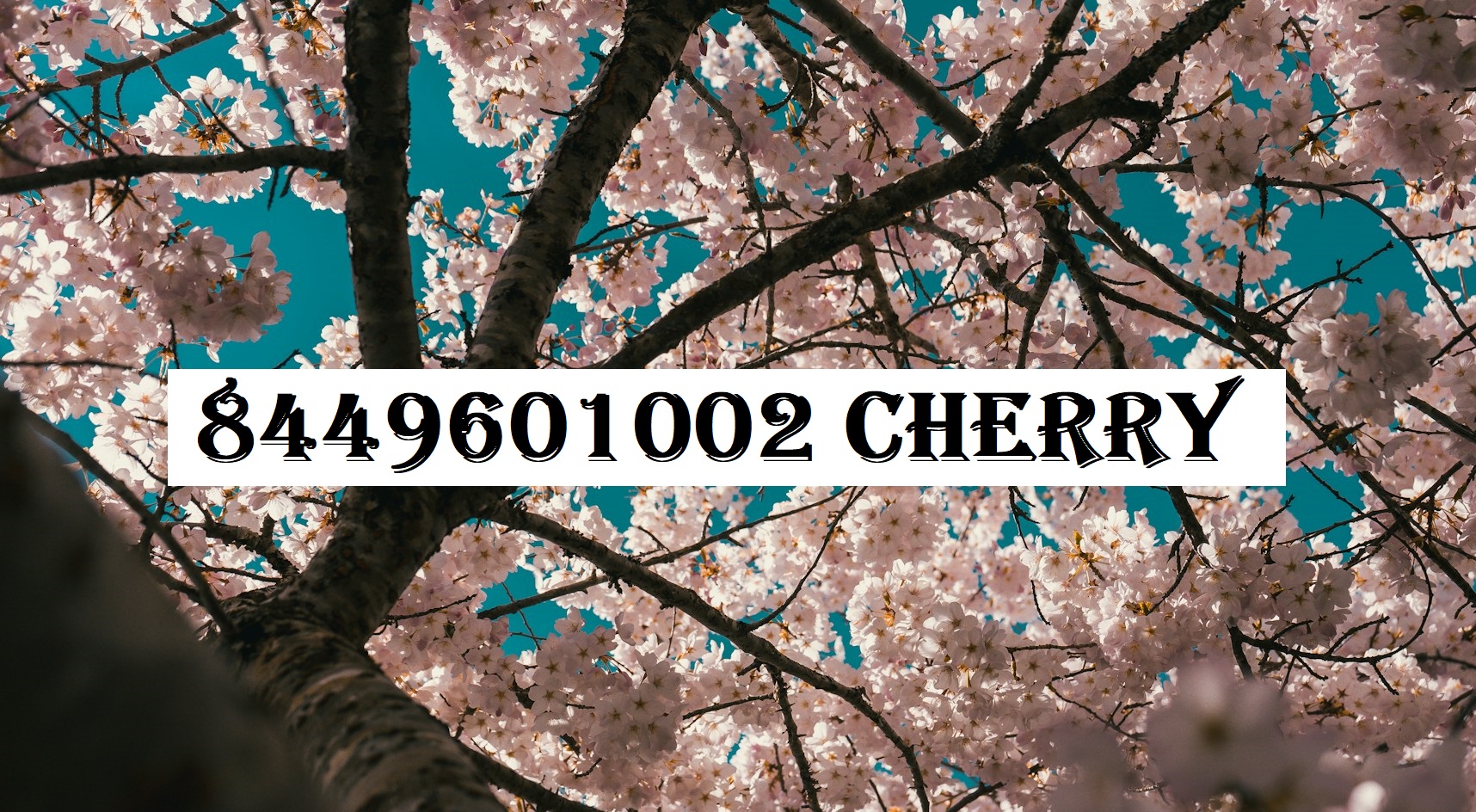 8449601002 Cherry