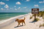 Dog Island, Florida - scenic beach view with dog walking along shoreline
