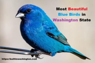 Most Beautiful Blue Birds in Washington State