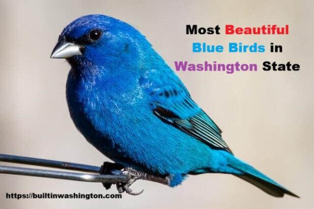 Most Beautiful Blue Birds in Washington State